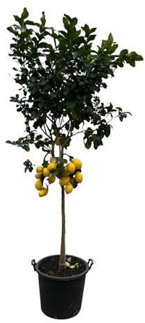 Trendyplants - Citrus Lemon - Citronnier - Hauteur 250-270 cm - Taille du pot Ø50cm