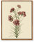 MHARTK66 Vintage Botanisch Leinwand Bilder mit Rahmen Holz, 30x40 cm Wandbilder Wohnzimmer Rosa Nelke Kräuterbotanik Bild Aesthetic, Illustration Wanddeko Schlafzimmer Badezimmer Büro Zimmer