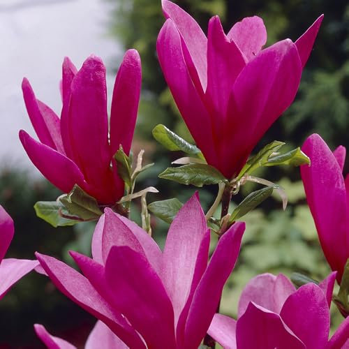 YouGarden Magnolia 'Susan', Established Plant in 9cm Pot, Ready to Plant, Tall Magnolia for Gardens and Pots, Purple to Pink Flowers in Bloom