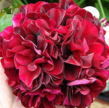 Potseed Germination Les graines: Offre spéciale! Jolis Dark Red Géranium Pelargonium Seeds, 50 graines