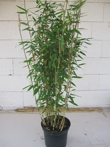 Fargesia robusta Campbell® - robuster Heckenbambus 80-100 cm Verpackungseinheit 3