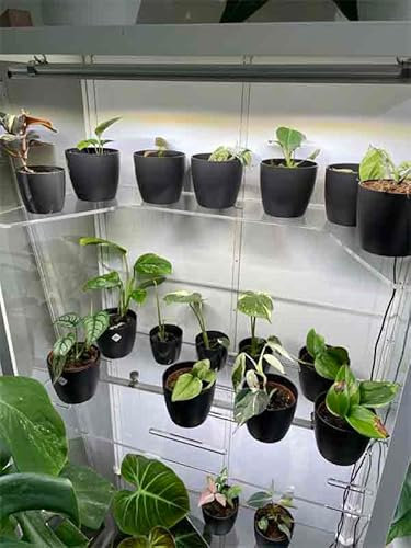 Acyrl Einlegeboden Milsbo U Brett Pflanzenvitrine