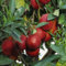 10 semi di limone rosso