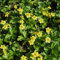 6 x Teppich Golderdbeere - Waldsteinia Ternata Topf 9x9cm: Für üppige Bodendecker