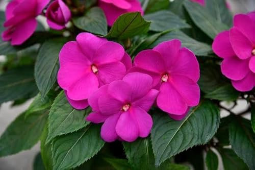 Impatiens x New-Guinea Hot Lilac | x6 Plug Plants | Busy Lizzie | Sunpatiens