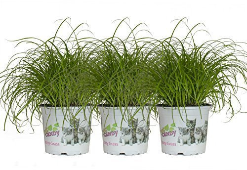 3 Ollas Hierba para gatos ,Cyperus Zumula 30cm Hierba de chipre
