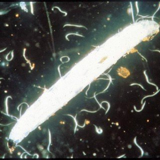 SF Nematoden - Nützlinge gegen Trauermücken 6 Mio. für ca. 12 m²