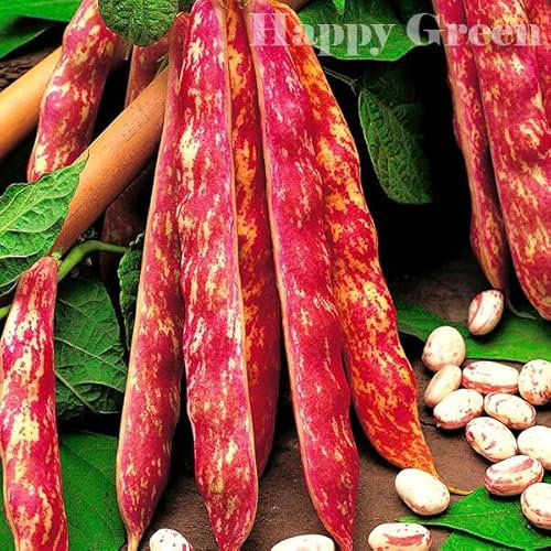Dwarf Italian Borlotto Bean - 30 Seeds + Plant tag + Freebie - Lingua Di Fuoco