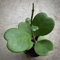 Semillas de la planta Hoya Kerrii 50 piezas verdes
