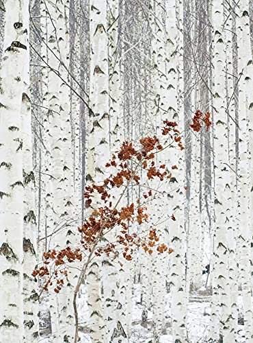 WTD Papier peint photo Motif forêt de bouleaux Noir/blanc 1,92 x 2,6 m