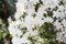 Rhododendron carolin. 'Dora Amateis' 20-25 cm - Rhododendron, weiße Blüten, Blütezeit April-Mai, ideal für Halbschatten, immergrün, winterhart