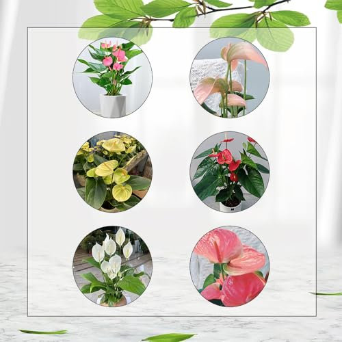 150 Pcs Anthurium Samen - Anthurium Andraeanum - Flamingoblume, Kletterpflanzen Winterhart Schnellwachsend Anthurium Seeds (Anthurium Clarinervium) Pflanzen Geschenk, Exotische Zimmerpflanzen
