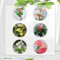 150 Pcs Anthurium Samen - Anthurium Andraeanum - Flamingoblume, Kletterpflanzen Winterhart Schnellwachsend Anthurium Seeds (Anthurium Clarinervium) Pflanzen Geschenk, Exotische Zimmerpflanzen