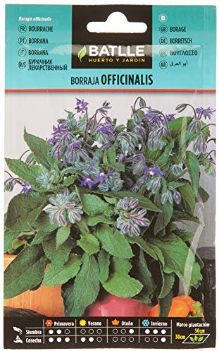 Batlle Kräutersamen - Borretsch Officinalis (Samen - 50cm) Gurkenkraut