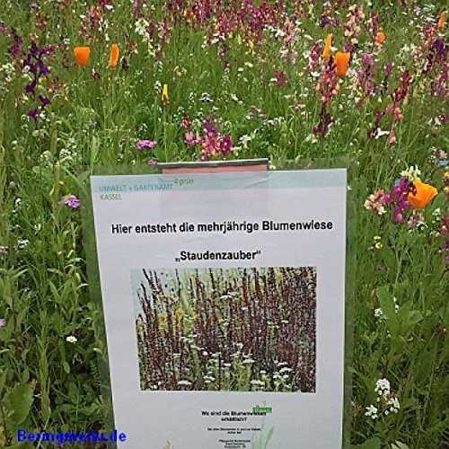 Staudenzauber Mehrjährige Blumenmischung - Blumenwiese für ca. 50 m², ca. 100 Gramm
