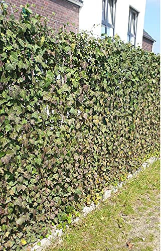 Efeu Pflanzen für 1 Meter Sichtschutz Hecke - blickdichter und pflegeleichter Sichtschutz, immergrün und Winterhart - verschiedene Starthöhen wählbar (6, 60-100 cm)