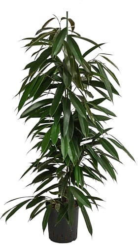 Dehner Birkenfeige, Ficus binnendijkii Amstel King, in Hydrokultur, ca. 120 cm, Ø Topf 18 cm, Zimmerpalme