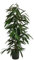 Dehner Birkenfeige, Ficus binnendijkii Amstel King, in Hydrokultur, ca. 120 cm, Ø Topf 18 cm, Zimmerpalme