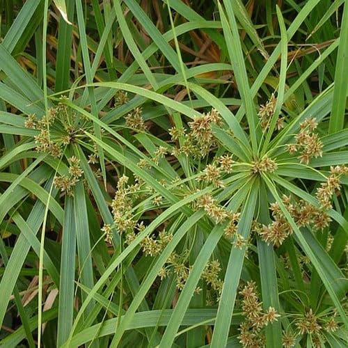 Plant World Seeds - Cyperus Alternifolius Seeds (Tropical and Conservatory Seeds)