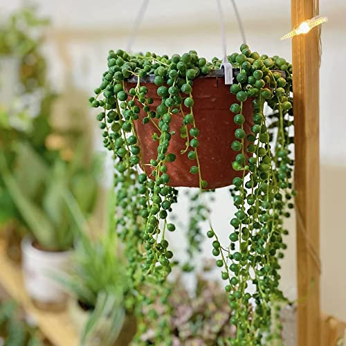 Planta de guisantes Senecio rowleyanus colgante semillas - plantas carnívoras suculentas suculentas suculentas - balcón beet plantas de maceta resistentes al invierno perenne 200 unidades