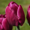 Großpackung Tulpen Purple Prince® | 50 Stück | Ungefüllt | Früh Blühend | Lila | Tulpenzwiebeln | Schnittblume