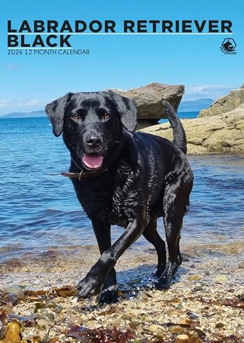 Labrador Retriever Schwarzer Kalender 2026 - Feiern Sie die Eleganz der schwarzen Labradore