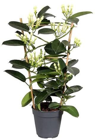DECOALIVE Jazmín Madagascar Alta Presencia Planta Ornamental de Interior Planta Natural, 8436606533123