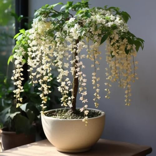 planta de jazmín - semillas planta de jazmín real plantas jardín plantas resistentes en macetas semillas interior jardín exóticas balcón interior maceta camas elevadas para jardín 30pcs