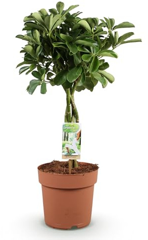 Green boutiQ - Zimmerpflanzen - Schefflera Nora - Fingerbaum - Wenig Pflege - Grün - 1 Pflanze - Topf 21cm - Höhe 70-82cm