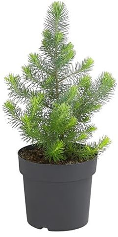 Pinus pinea Natural - Abeto Ideal para la Navidad