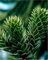 Chilenische SchmucTanne Andentanne 40-50cm - Araucaria araucana