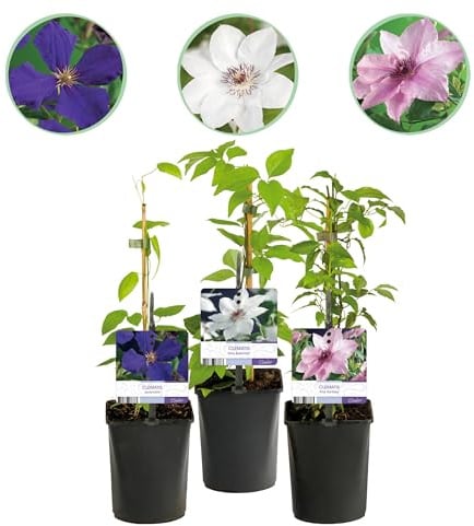 Pianta rampicante - Clematis Tricolore - Fiore Rosa Bianco Viola - Bassa manutenzione - 3 piante - 30-40cm - Ø10cm - Pianta da giardino