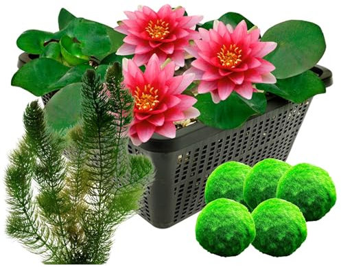 vdvelde.com - Rote Seerose + Sauerstoffpflanzen gegen Algen - - Kombi-Set- 8 Pflanzen- Platzierung: -1 bis -100 cm
