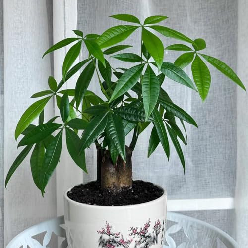semi di piante d'appartamento di castagno fortunato - albero dei bonsai, piante in crescita semi di castagna fortunata, alberi di piante di alberi bonsai piante balcone, decorazione 5pcs