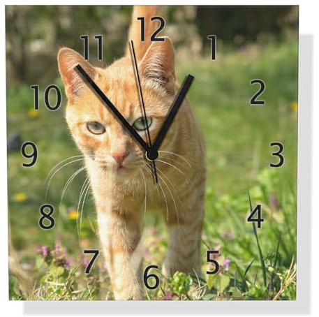 Wallario Design Wanduhr Neugierige Katze im Gras aus Aluverbund, Alu-Uhr Größe 30 x 30 cm, Schwarze Zeiger mit Metalloptik