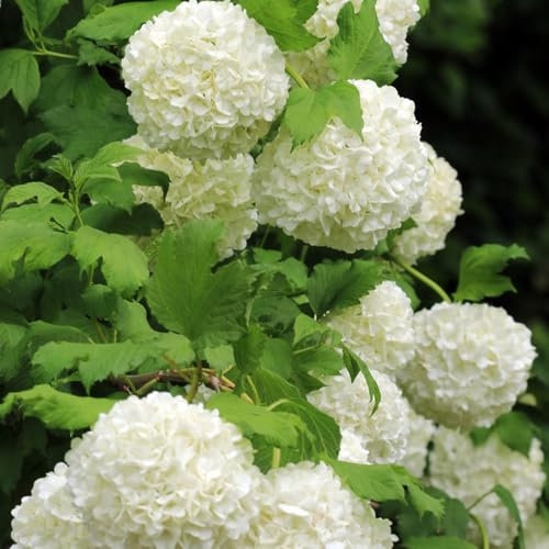 30 piezas Semillas de hortensias resistentes al invierno, Semillas de pasto de abejas perennes, regalos para amantes de la jardinería. Hortensia, Hortensia macrophylla, plantas en