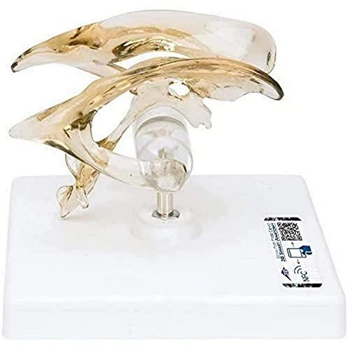 3B Scientific Menschliche Anatomie - Gehirnventrikel + kostenlose Anatomie App - 3B Smart Anatomy, VH410