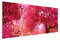 150x50cm Leinwandbild auf Keilrahmen Kirschbäume Blüten Garten Japan Wandbild auf Leinwand als Panorama