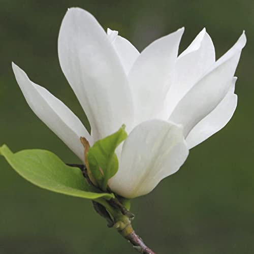 Magnolie Alba Superba 2L Garten Pflanzen mit schönen Blüten - Die perfekte Dekoration für Ihr Grundstück - Für Anfänger und professionelle Gärtner - Eine schöne Blume Pflanze