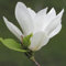 Magnolie Alba Superba 2L Garten Pflanzen mit schönen Blüten - Die perfekte Dekoration für Ihr Grundstück - Für Anfänger und professionelle Gärtner - Eine schöne Blume Pflanze