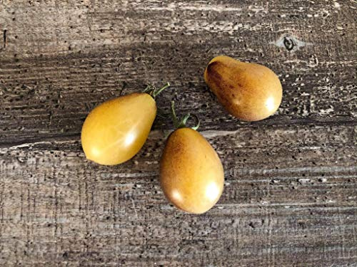 Tomate Indigo Kumquat (Weiß) 10 Samen