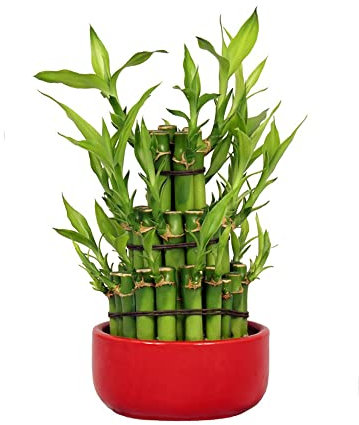 10 Stück glücksbambus pflanze samen nachhaltige produkte bonsai baum plant saatgut bäume hochbeete für garten pflanztopf zimmerpflanzen winterharte kübelpflanzen pflanzen deko