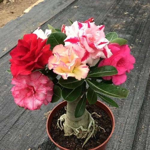 Wüstenrosensamen zwiebeln,winterharte pflanzen,wüstenrose bonsai,Herbst zweimal blühen,krautige Stauden,die im Frühling,duftende Blüten,desert rose plant(keine Samen)-2 zwiebeln-A