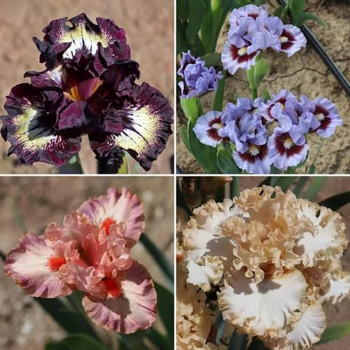 2 piezas bulbos de iris Los bulbos de flores son perennes y resistentes. bulbos de flores de iris bulbos de flores flores tempranas flores del jardin plantas de interior iris