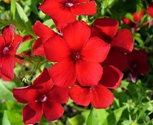 100 piezas nuevas semillas de flores phlox frescas