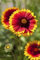 Gaillardia x grandiflora 'Kobold' ca. 9x9 cm Topf - Kokardenblume, leuchtend rote und gelbe Blüten, Blütezeit Juni-September, ideal für Beete, trockenheitsresistent, pflegeleicht