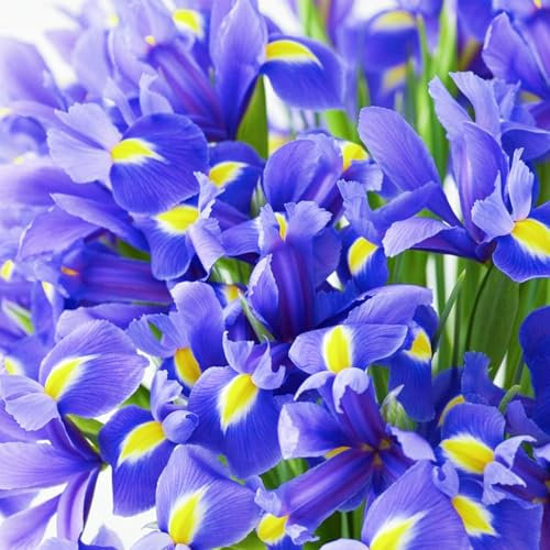 Iriszwiebeln - mehrjährige krautige Blumen - hitze- und kältebeständig - leicht zu pflanzen - Topfblumen für Gartenvilla - kräftiges Wachstum-6 zwiebeln-Lila