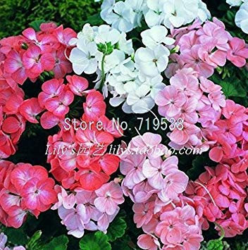 Frische Geraniensamen Pelargonium hortorum Blumensamen 20 Samen