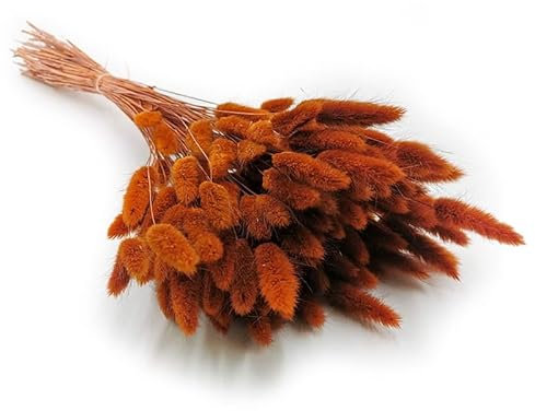 Enchanted Dekogras Getrocknetes Gras Ziergras Hasenschwänze Lagurus Ovatus Samtgras Häschen-Schwanzgras Trockenblumen Natürlich Boho 120 - 150 Stück 100 g Braun
