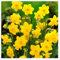 Bulbos de Narciso para Todo el Año - Flores Frescas y Decorativas,Plantas frescas,Bulbos de Narciso,Flores para todo el año,Decoración natural-15 bulbo-a